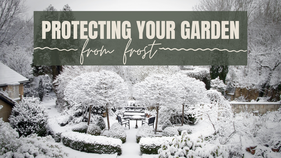 Protecting Your Plants From Frost