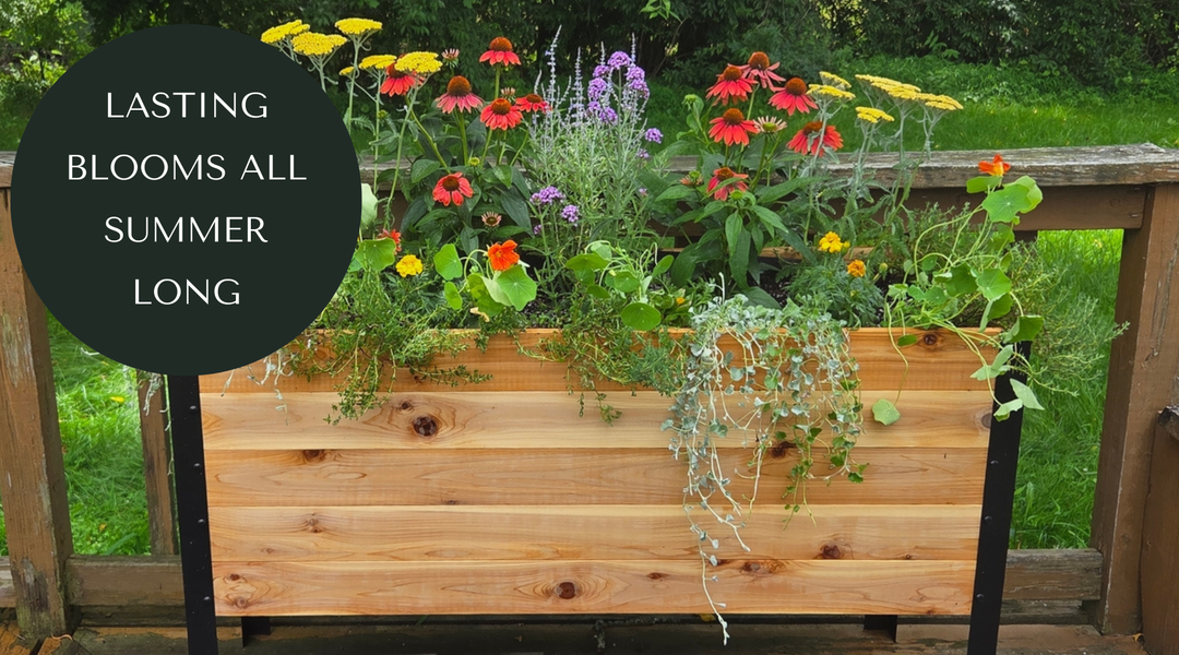 5 Flowers That Keep Blooming All Summer Without Deadheading